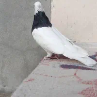 طوقی|پرنده|هرسین, |دیوار