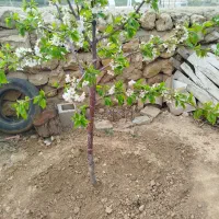 تمامی خدمات  باغ بانی. ازجمله..