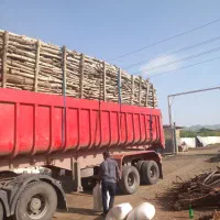 خریدهمه نوع چوب با بالاترین قیمت