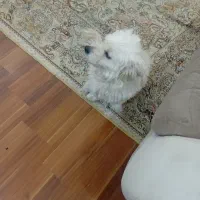 این سگ تربیت شدس واقعا شیتزو اصله و واقعا حرفه ای|سگ|پرند, فاز ۵|دیوار