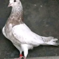 سلام دوستان این حیون باخت رفته