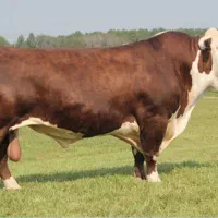 راهنمای گوساله