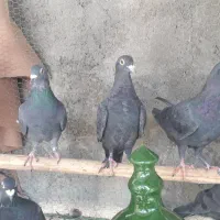 کبوتر پلاکی|پرنده|محمدشهر, محمدشهر|دیوار