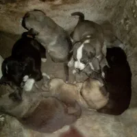 سگ.مادر دورگه دوبرمن و هاسکی.پدر سرابی.