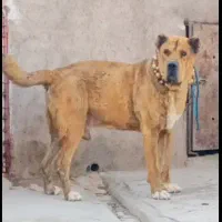 سگ خراسانی|سگ|نیشابور, ریوند|دیوار