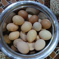 تخم مرغ بومی تازه|خوردنی و آشامیدنی|نجف‌آباد, شهید بهشتی|دیوار