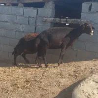 گوسفند|حیوانات مزرعه|سیمین شهر, |دیوار