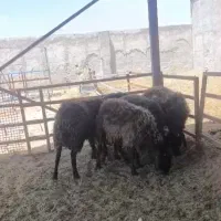 بره نر