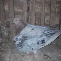 کبوتر نوک جم برای فروشی