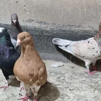 کفتر کبوتر رنگی حرفه ای