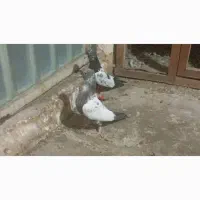 سینه سیاه کاکل|پرنده|تربت‌حیدریه, ۴۵ متری|دیوار