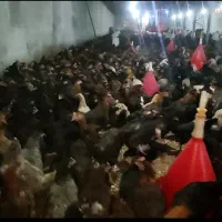 فروش نیمچه جهادی 100 روزه