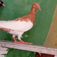 کفتر جوجه
