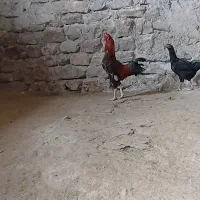 خروس لاری