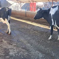 گاو شیری|حیوانات مزرعه|بلبان آباد, |دیوار