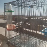 سهره قناری نر سرخ|پرنده|نهاوند, |دیوار