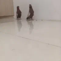 کفتر یا کبوتر سینه سرخ نر کاکلی پرخال سیاه