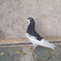 خوشرنگ سیاه و یال گلدار|پرنده|شیراز, کرونی(خاتونک)|دیوار