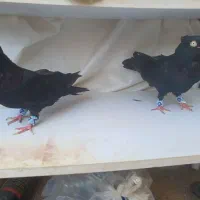 فروشی کبوتر زاغ قیل