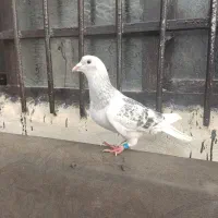 شامی وساده چپ و خال سر