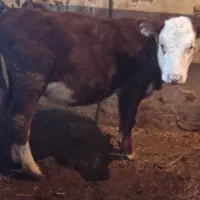 گوساله ماده قرمز