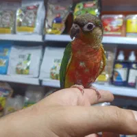 گرینچیک رد اکستریم فولسرخ کلکسیونی رقاص رام|پرنده|قائمشهر, |دیوار