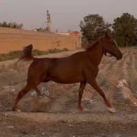 اسب