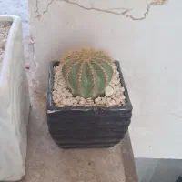 گل و کاکتوس|گل و گیاه طبیعی|قم, سراجه (۱۵ خرداد)|دیوار