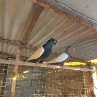 رنگه جفتگاه