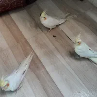 عروس هلندی دست اموز