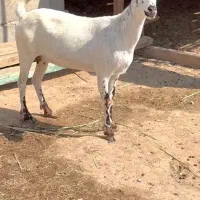 صلال و برشن|حیوانات مزرعه|خرمشهر, |دیوار