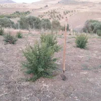 نهال انار واندرفول