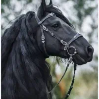 خرید و فروش اسب