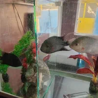 ماهی فلاور کامفار ۴ عدد