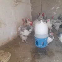 تخم نطفه دار برهما