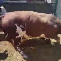۳۰ راس گوساله گیلک چاق