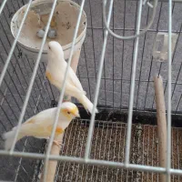 قناری جفت کار داده|پرنده|پارسآباد, |دیوار