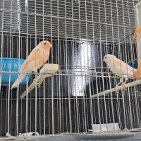 انواع قناری مست تک وجفت|پرنده|تاکستان, |دیوار