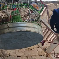سهره خاکی درجه یک شاه تخم