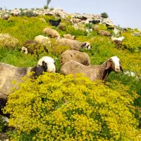 ۶۰ راس میش داشتی سالم جوون درجه یک