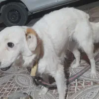 سگ گلدن رتریور|سگ|زابل, |دیوار