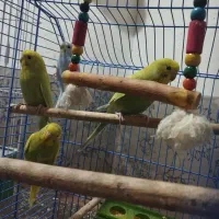 پرنده