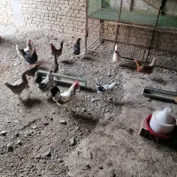 تخم نطفه دار مرغ گلین