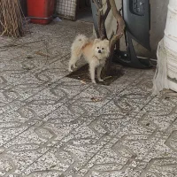 سگ پامرین خرسی|سگ|کلاله, |دیوار