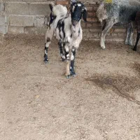 بز تیپ تیپی جوان