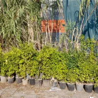 شمشاد طلایی و ابلق..سبز|گل و گیاه طبیعی|خرم‌آباد (تنکابن), |دیوار