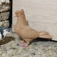 زرد کاکلی ماده