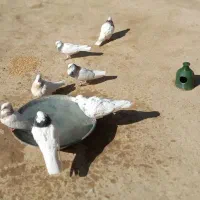 کبوتر طوقی|پرنده|تهران, شکوفه|دیوار