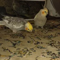 عروس هلندی|پرنده|دماوند, گیلاوند|دیوار