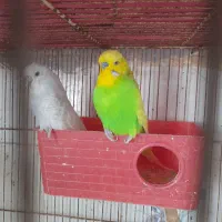 فروش مرغ عشق